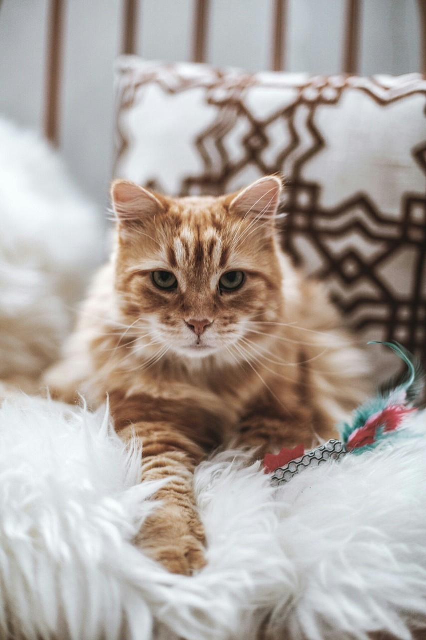 Cats