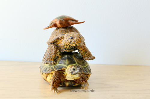 Happy World Turtle Day!    You know what that means:  Time for our annual tortle tower!    This year