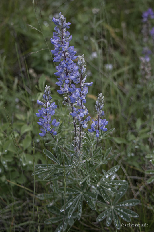 Silvery Lupine (Lupinus argenteus) after the rain. (c) riverwindphotography, June, 2020