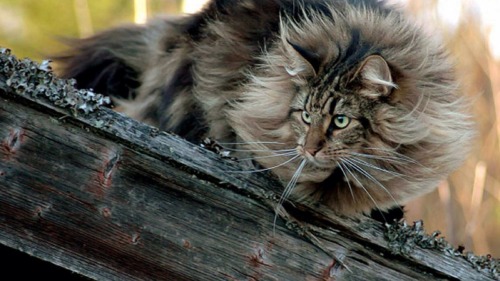 drdandy:  damilyn:  eustaciavye77:   NORWEGIAN FOREST CATS  MAJESTY INCARNATE IN CAT FORM  is this warrior cats   The fluffiest 