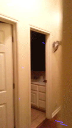 onlylolgifs:  Koko the lemur