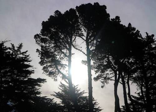 Sunny day @Thomson Park. . . . . . . #sunnyday #nature #trees #green #spring #shadow #sky #photogr