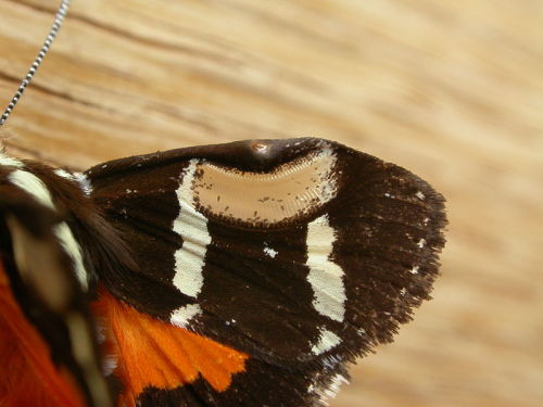 onenicebugperday:Common whistling moth, Hecatesia fenestrata, NoctuidaePhotographed in AustraliaIn m