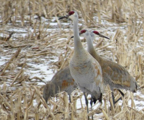 Went out birding with my ornithology class today! We spotted probably 40 Sandhill Cranes in a corn f