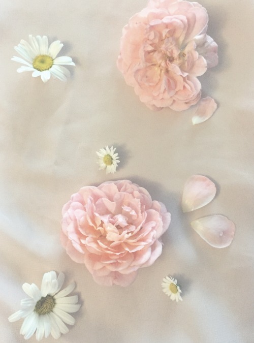 rosey-ballerina:Drying flowers ♡