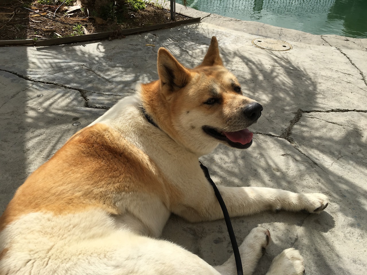  My short week with a dog We  picked her up from a rescue shelter. She was nothing