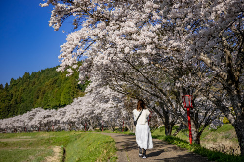 長閑な春の日