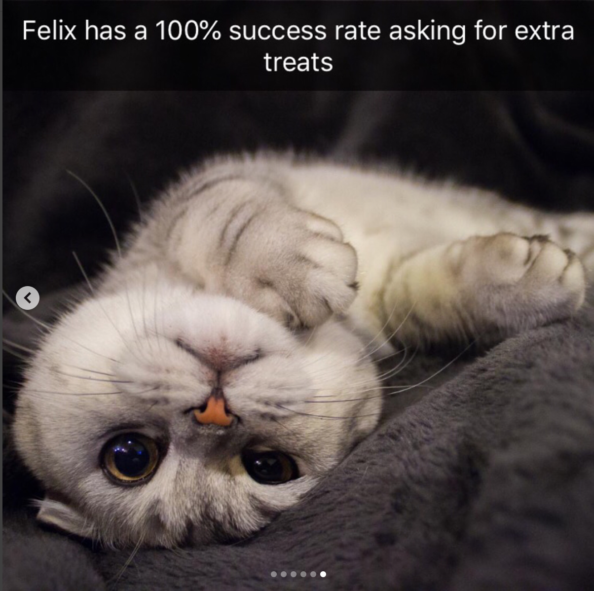 babyanimalgifs: Animal snaps