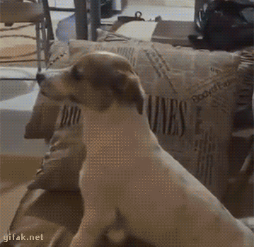 gifaknet:  video:   Little Dog Reacts Adorably to Watching Scary Movie   