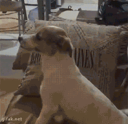 gifaknet:  video:   Little Dog Reacts Adorably
