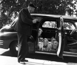 Robert Doisneau - Promenade des chiens du