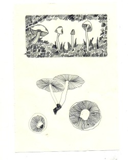 stefanysite:  mushrooms. - pencil.  