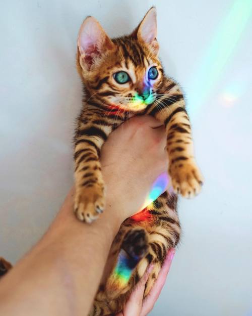 everythingfox:Colourful Suki Sukiicat 