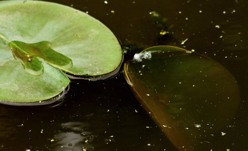 walking-geema: plants on the shore~gonnere water lily