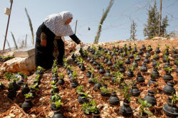  Palestinian lady collects gas bombs fired by Israeli army. She grows flowers in these bombs. 