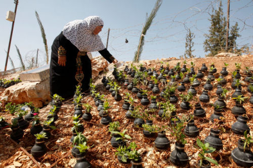 imran-suleiman:  Palestinian lady collects gas bombs fired by Israeli army. She grows flowers in these bombs. 