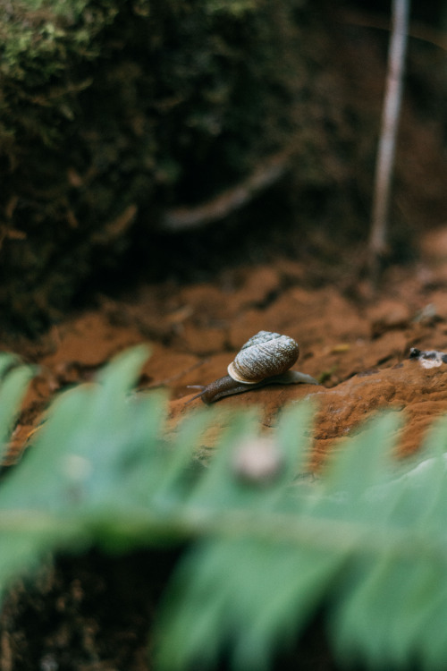 little snail on his way