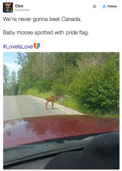 chestking:  whorenitos:  adulthoodisokay:  Honestly, Canada, now you’re just rubbing it in our faces.  @chestking this is your fault.  I support this tiny gay moose 