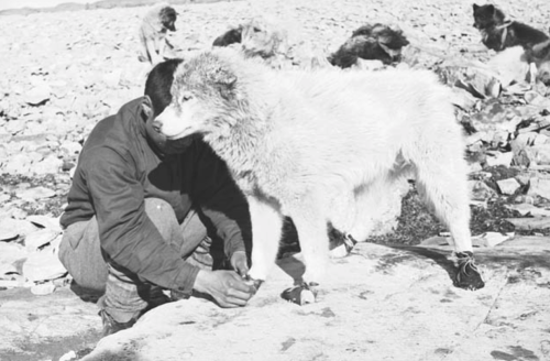 darkwood-sleddog:Inuit boy putting Caribou hide bootees on dog to protect its paws from sharp and sp