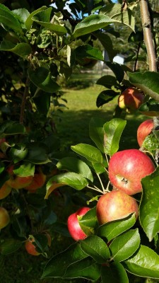 Perfect day for harvesting apples