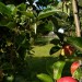 Perfect day for harvesting apples