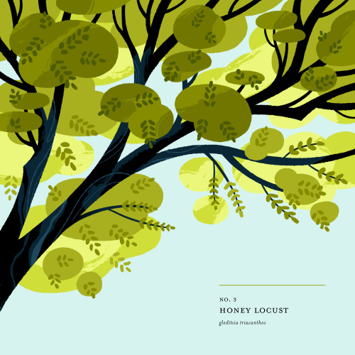 no.3 / Honey Locust