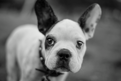 cutepuppiesandstuff:  If adopting is not right for you, buy smart –> www.BuyingAPuppy.com