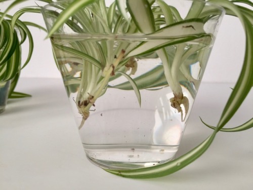 megansplants: Spider Plant (Chlorophytum comosum) – ‘Bonnie’I bit the bullet and t