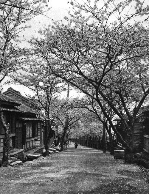 Tokyo, Japan - Hanami street in Tokyo around 100 years ago, either end of April or beginning of May, showing a lot of ch