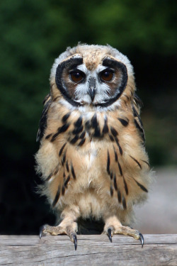 unwrittennature:  Inca 002 (by Exmoor Owl