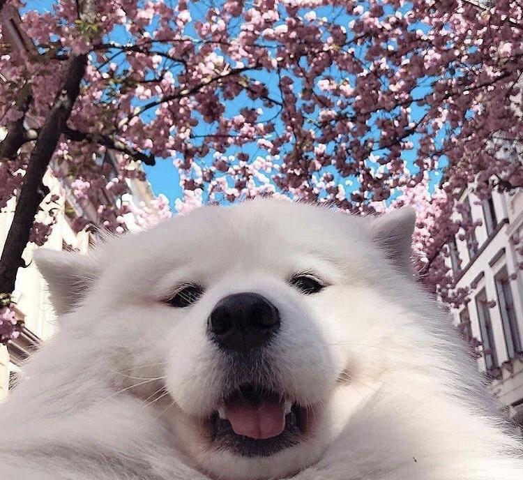 awwww-cute:  Thought I looked cute, idk might delete later (Source: https://ift.tt/2wijdUJ)