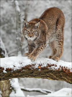 beautiful-wildlife:Lynx by  Norbert Kappenstein