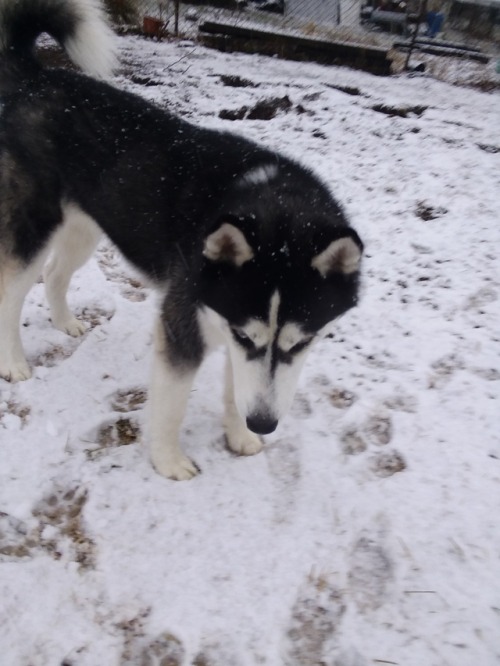 siberian husky