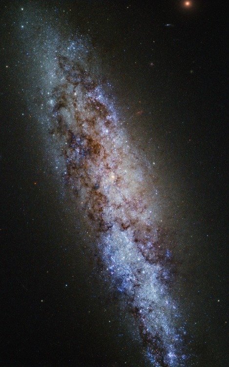 astronomicalwonders: Dwarf Galaxy NGC 4605 This bundle of bright stars and dark dust in this beautif