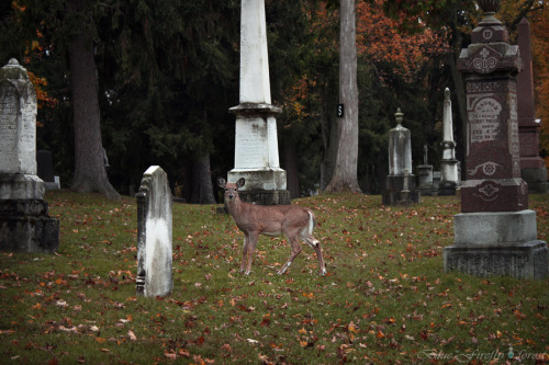 jeza-red:gwendabond:firefly-in-repair:Just some of the many deer I saw in the cemetery this morning 