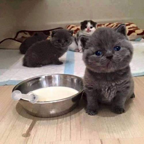 awwww-cute:  “You came in the wrong neighborhood” (Source: ift.tt/1LFJyZW)