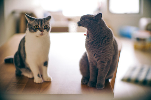grett:  Are you deaf? by Eric Lui Via Flickr: #quatchi #miga