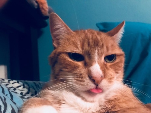 lilyandkelly:Mad blep 