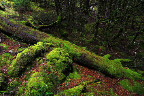 Day 3: Deep woods below Pelion Gap by Gregor Samsa