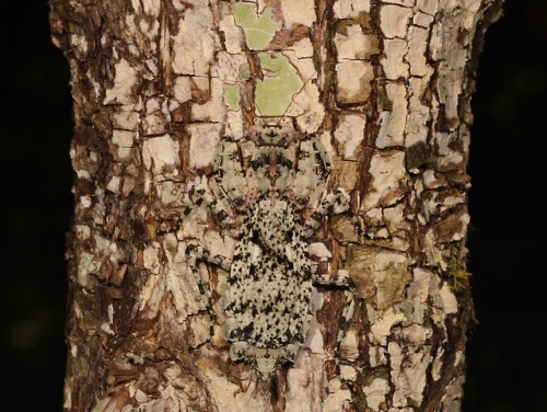 sinobug - Giant Bark Mantis (Theopompa sp., Liturgusidae)by...