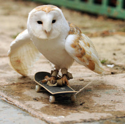 zubat:  Alby is a 13 year old barn owl from Folkestone, Kent, United Kingdom that loves to skateboard. He developed his technique, which involves him swooping onto the board, using the momentum from his flight to push him along. When the board comes
