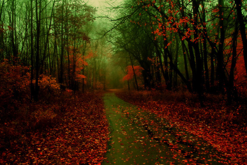 Misty Autumn by Indy Kethdy on Flickr.