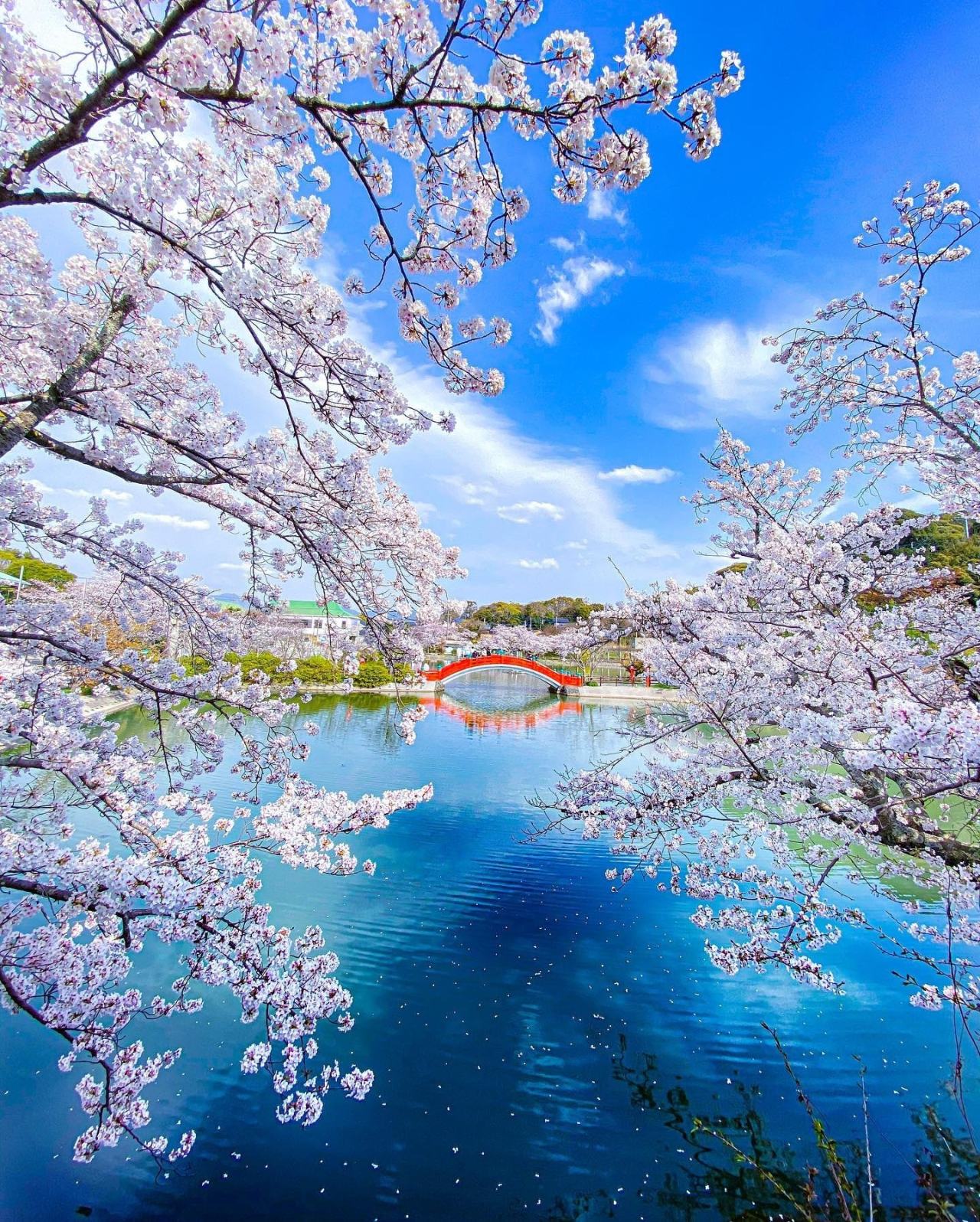 Cvetanje trešnje u Japanu - Page 3 01ab0919ef1c9ce6e3db67906ffeffcf84c000c9