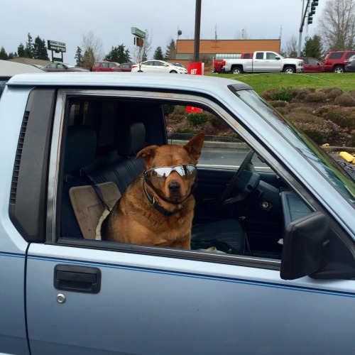 krsty: i got out my car and ran to take a picture of this dog in the riteaid parking lot earlier tod