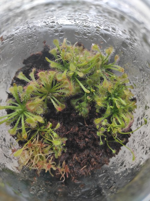 I Also Have Little Green Friends!