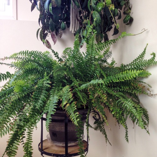 renegade-s - peach coloured pots and bright green indoor plants...