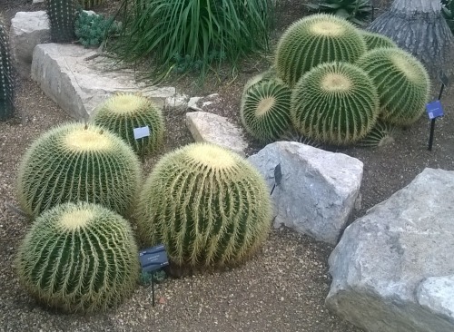 indoorgardeningblog:Echinocactus grusonii (Golden Barrel Cactus)