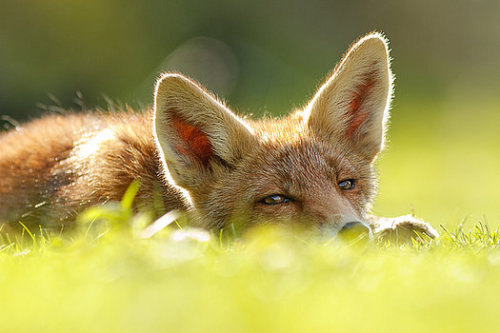 renamonkalou:Curious Fox | Roeselien Raimond