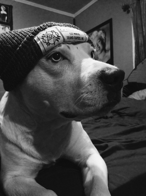 youthfuneral: When ur dog looks better than u do in a beanie