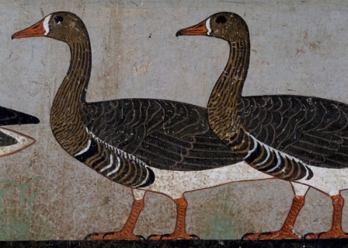 The Meidum Geese,frieze from Mastaba of Nefermaat and Itet, dating back to reign of Sneferu. Old Kin
